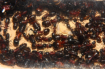 Camponotus ligniperda Nesteinblick