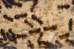 Camponotus ligniperda Nesteinblick