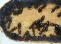 Camponotus ligniperda Nesteinblick