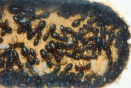 Camponotus ligniperda Nesteinblick