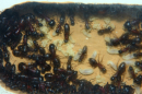 Camponotus ligniperda Nesteinblick