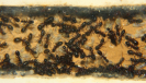 Camponotus ligniperda Nesteinblick