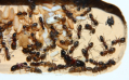 Camponotus ligniperda Nesteinblick