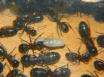 Camponotus ligniperda Nesteinblick