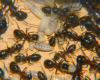 Camponotus ligniperda Nesteinblick