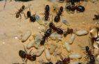 Camponotus ligniperda Nesteinblick