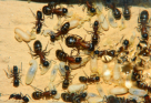 Camponotus ligniperda Nesteinblick