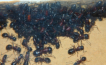 Camponotus ligniperda Nesteinblick in der Winterruhe
