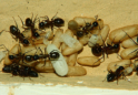 Camponotus ligniperda Puppen
