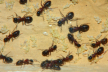 Camponotus ligniperda mit Larven