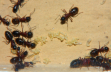 Camponotus ligniperda mit Larven