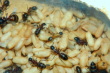 Camponotus ligniperda mit Puppen im Nest