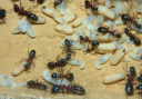 Camponotus ligniperda mit Puppen und Larven