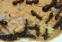 Camponotus ligniperda mit Puppen und Larven