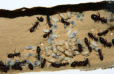 Camponotus ligniperdus Eier