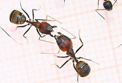 Camponotus nicobarensis