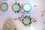 Camponotus nicobarensis Fütterungsversuch