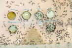 Camponotus nicobarensis Fütterungsversuch