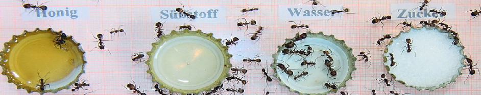 Camponotus nicobarensis Fütterungsversuch