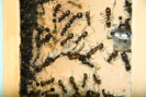 Camponotus nicobarensis 