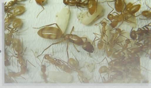 Camponotus spec. Ameisenhaltungsbericht