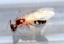 Camponotus substitutus Königin