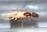 Camponotus substitutus Königin