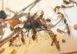 Camponotus substitutus