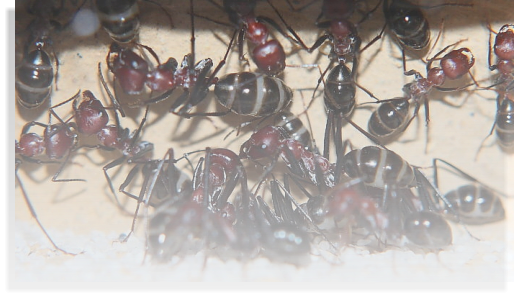 Ameiseninfos.de Ameisenhaltung Ameisenberichte