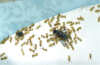 Lasius flavus