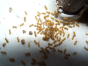 Lasius flavus