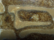 Lasius flavus