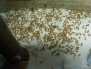 Lasius flavus