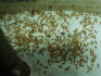 Lasius flavus