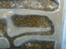 Lasius flavus