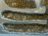 Lasius flavus