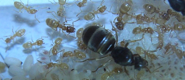 lasius flavus