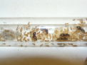 Lasius flavus