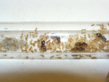 Lasius flavus