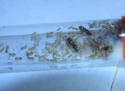 Lasius flavus