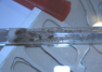 Lasius flavus Minianlage