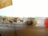 Lasius flavus