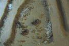 Lasius flavus im Nest