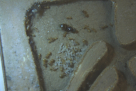 Lasius flavus