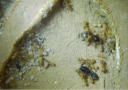 Lasius flavus