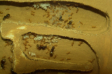 Lasius flavus