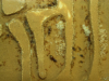 Lasius flavus