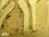 Lasius flavus