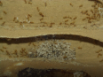 Lasius flavus