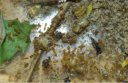 Lasius flavus